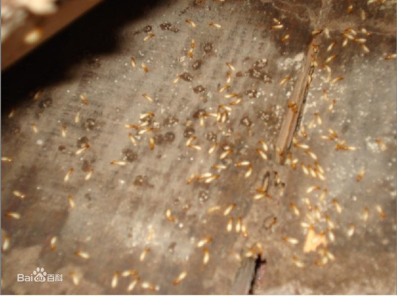 1683963287784300.jpg 4e4a20a4462309f72d55efab7a0e0cf3d7cad655.jpg