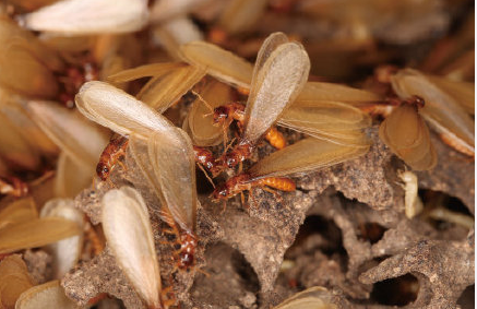 1684208660348481.png f40eecbf196e026b8162a65e00c3bec8_640_wx_fmt=png&wxfrom=5&wx_lazy=1&wx_co=1.png