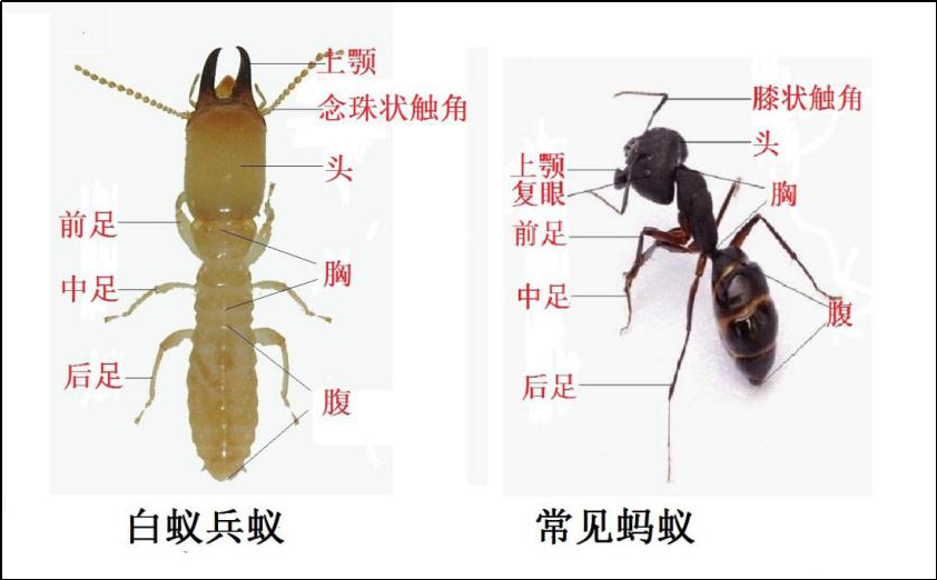 1684222333526478.png 白蚁4.png