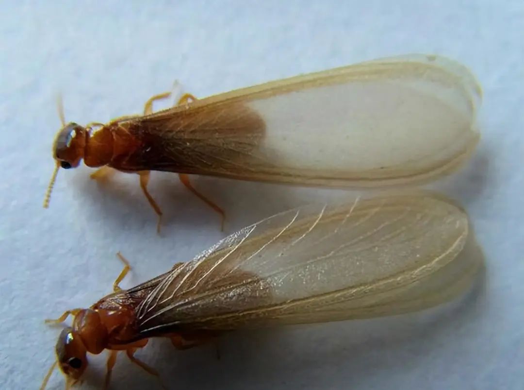 1684291094885662.jpg 640 (7).jpg