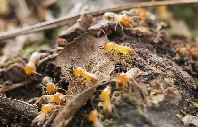 1684291134373141.jpg 640 (5).jpg