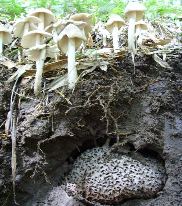 1684293607667578.png d0446b6261d70e9bb15be17dcb4f827b_640_wx_fmt=png&wxfrom=5&wx_lazy=1&wx_co=1.png