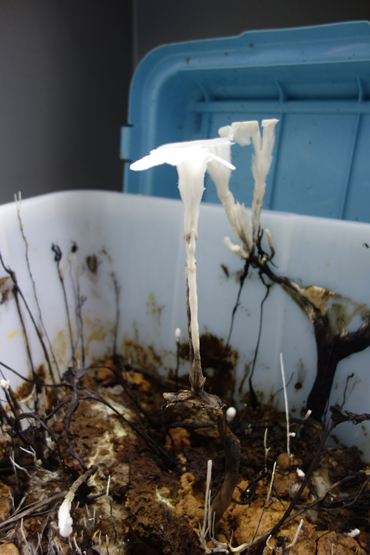 1684293617649298.png ba97bf98c98efc157e00e304518a6400_640_wx_fmt=png&wxfrom=5&wx_lazy=1&wx_co=1.png