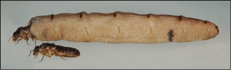 1684294052152266.png 29a2afe0b4993d08350aec3cc3182dbb_640_wx_fmt=png&wxfrom=5&wx_lazy=1&wx_co=1.png