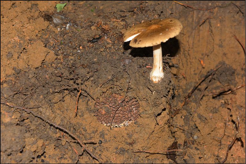 1684294087327086.jpg bb4ab25e09c01039fb819ccb5b0dd180_640_wx_fmt=png&wxfrom=5&wx_lazy=1&wx_co=1.jpg