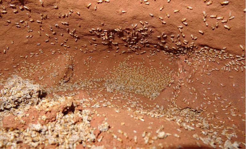 1684294120417340.jpg a556e4e168e30459341b455cf27e038e_640_wx_fmt=png&wxfrom=5&wx_lazy=1&wx_co=1.jpg